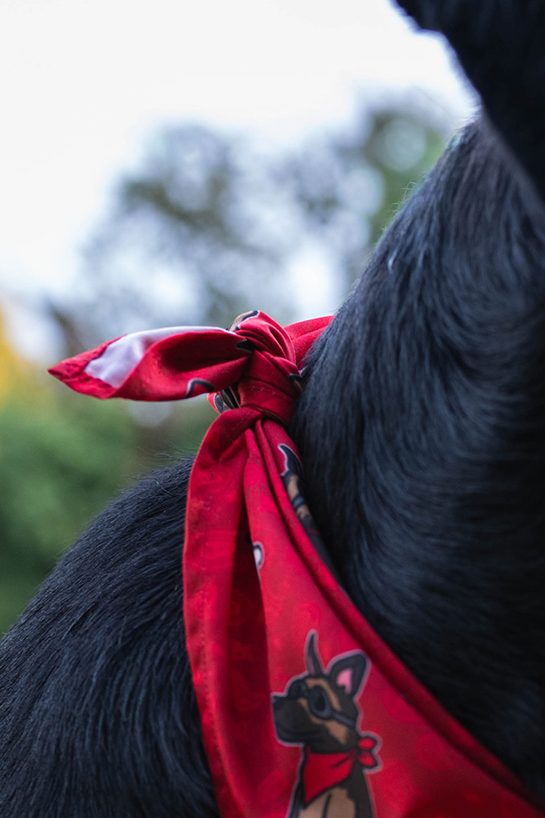 Fallout Wasteland Companion Pet Bandana Set