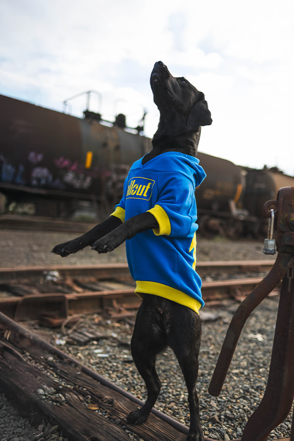 Fallout Vault 101 Pet Hoodie – Bethesda International Gear Store